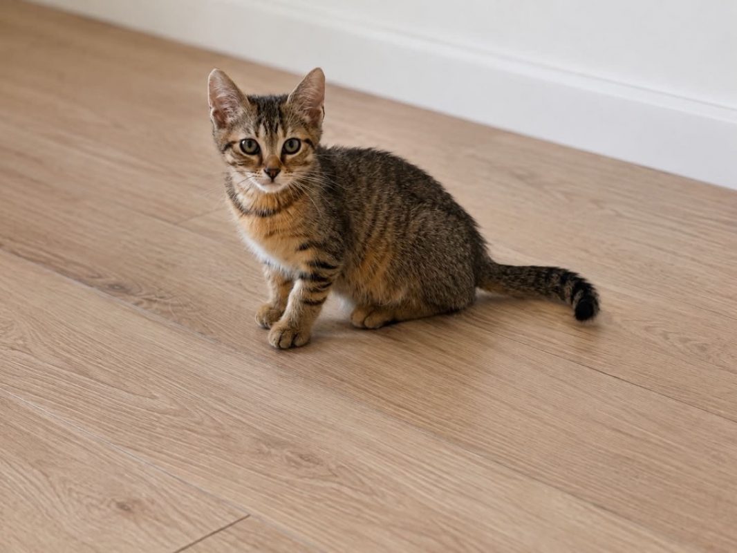 Vayko - Chat Européen à adopter