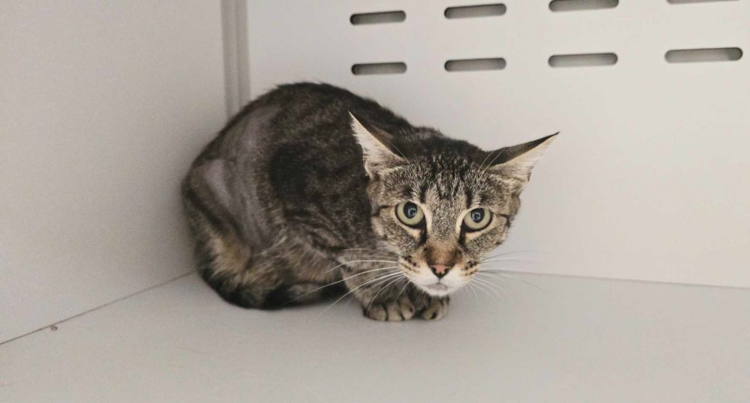 Bellissima - Chat Européen à adopter