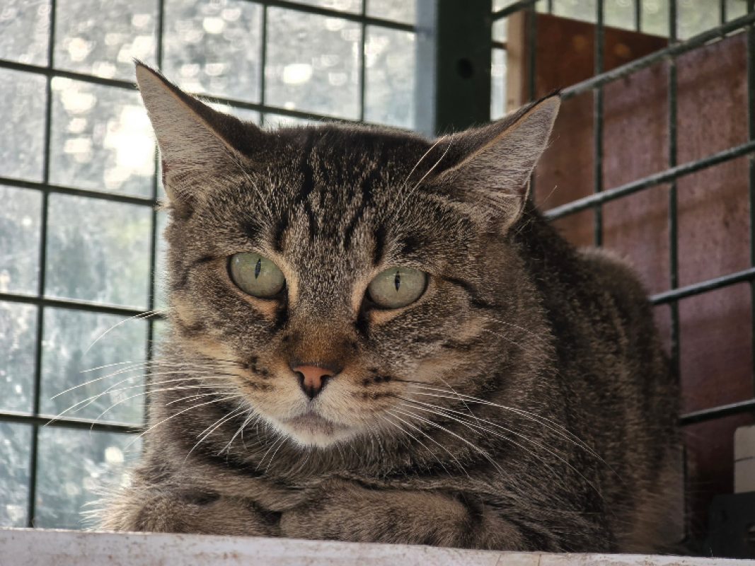 Bellissima - Chat Européen à adopter