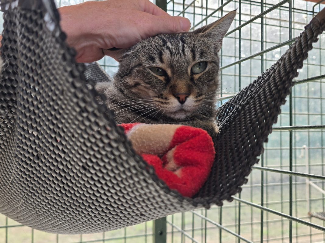 Bellissima - Chat Européen à adopter - photo 2