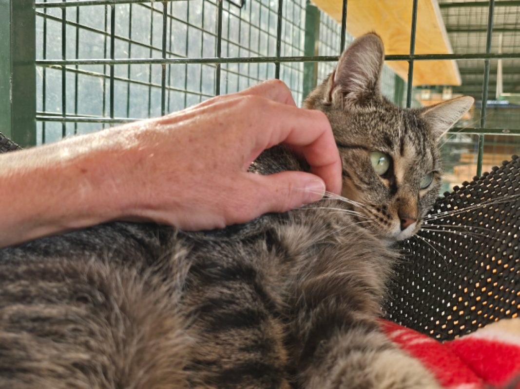 Bellissima - Chat Européen à adopter - photo 3