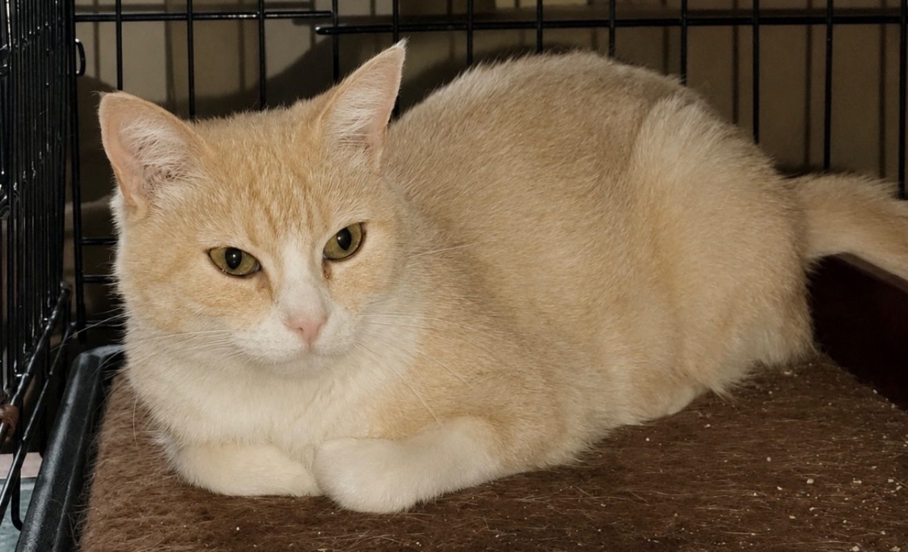Mimiroux - Chat Européen à adopter