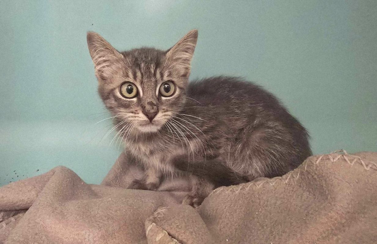 Blanco - Chat Européen à adopter