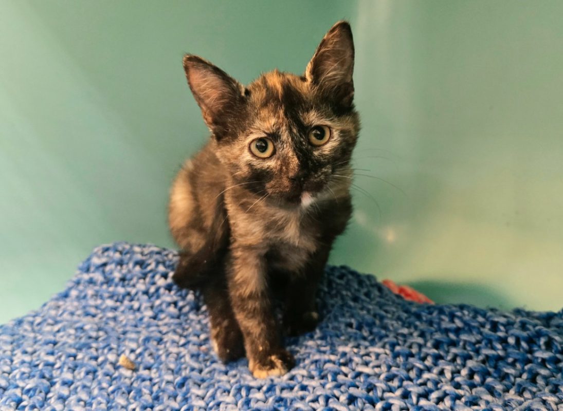 Griffouille - Chat Européen à adopter