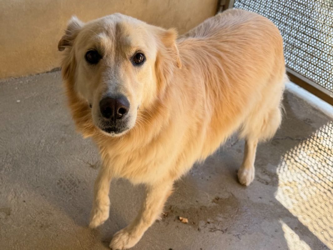 Rocky - Chien à adopter