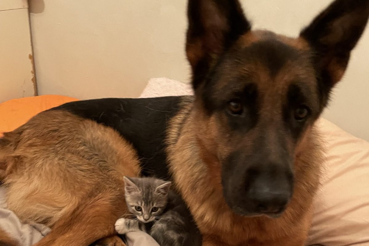 Orion - Chien Berger Allemand à adopter
