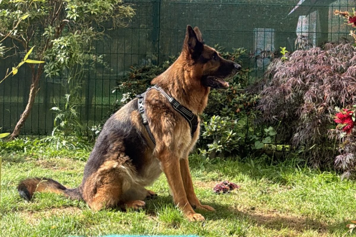 Orion - Chien Berger Allemand à adopter - photo 2