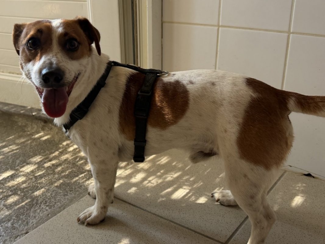 Uko - Chien à adopter