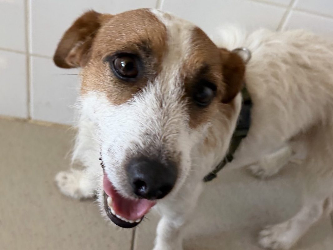 Ulysse - Chien à adopter