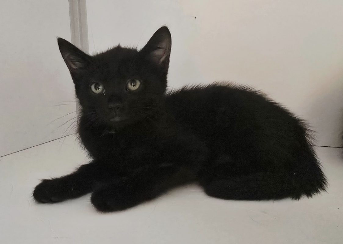 Anastasia - Chat Européen à adopter