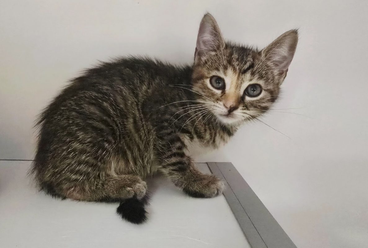 Frisette - Chat Européen à adopter