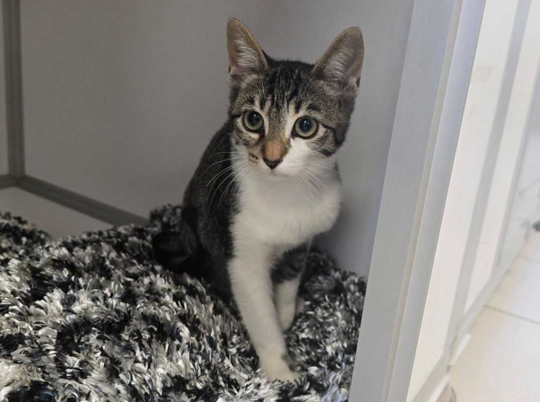 Bart - Chat Européen à adopter