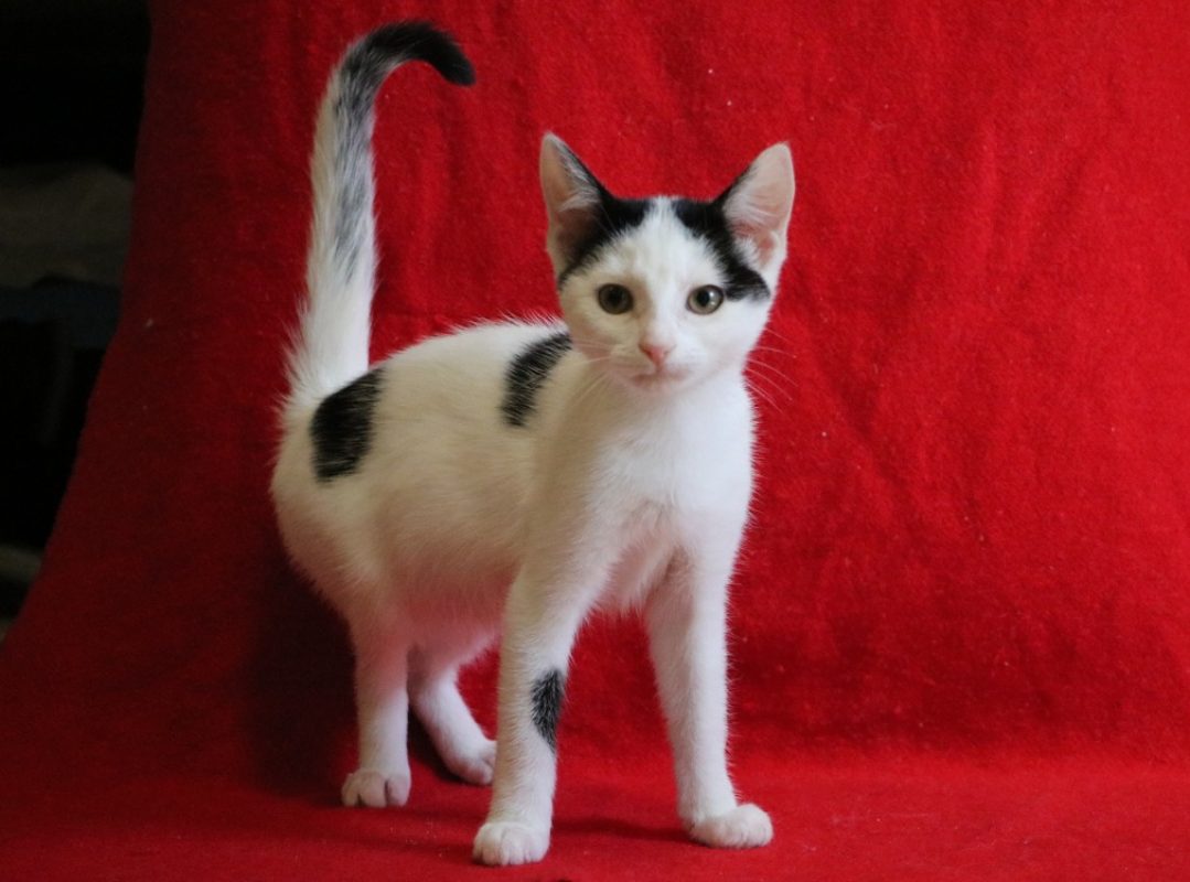 Louva - Chat Européen à adopter