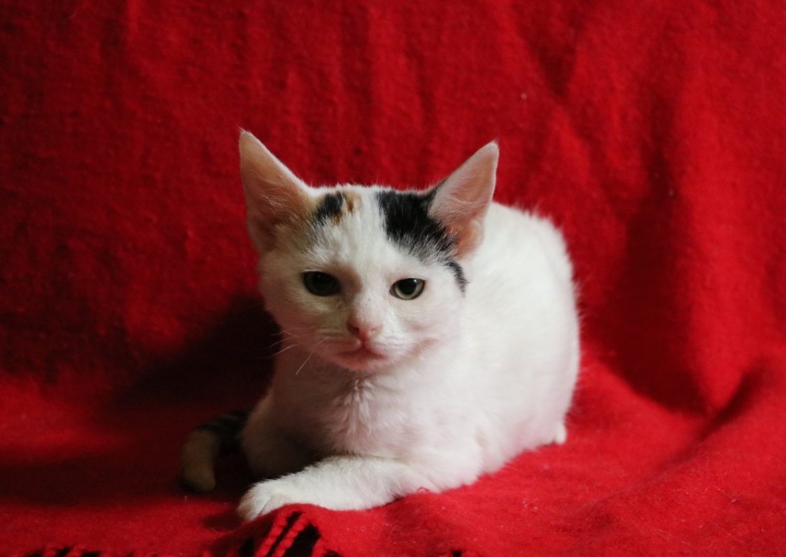 Lolly - Chat Européen à adopter