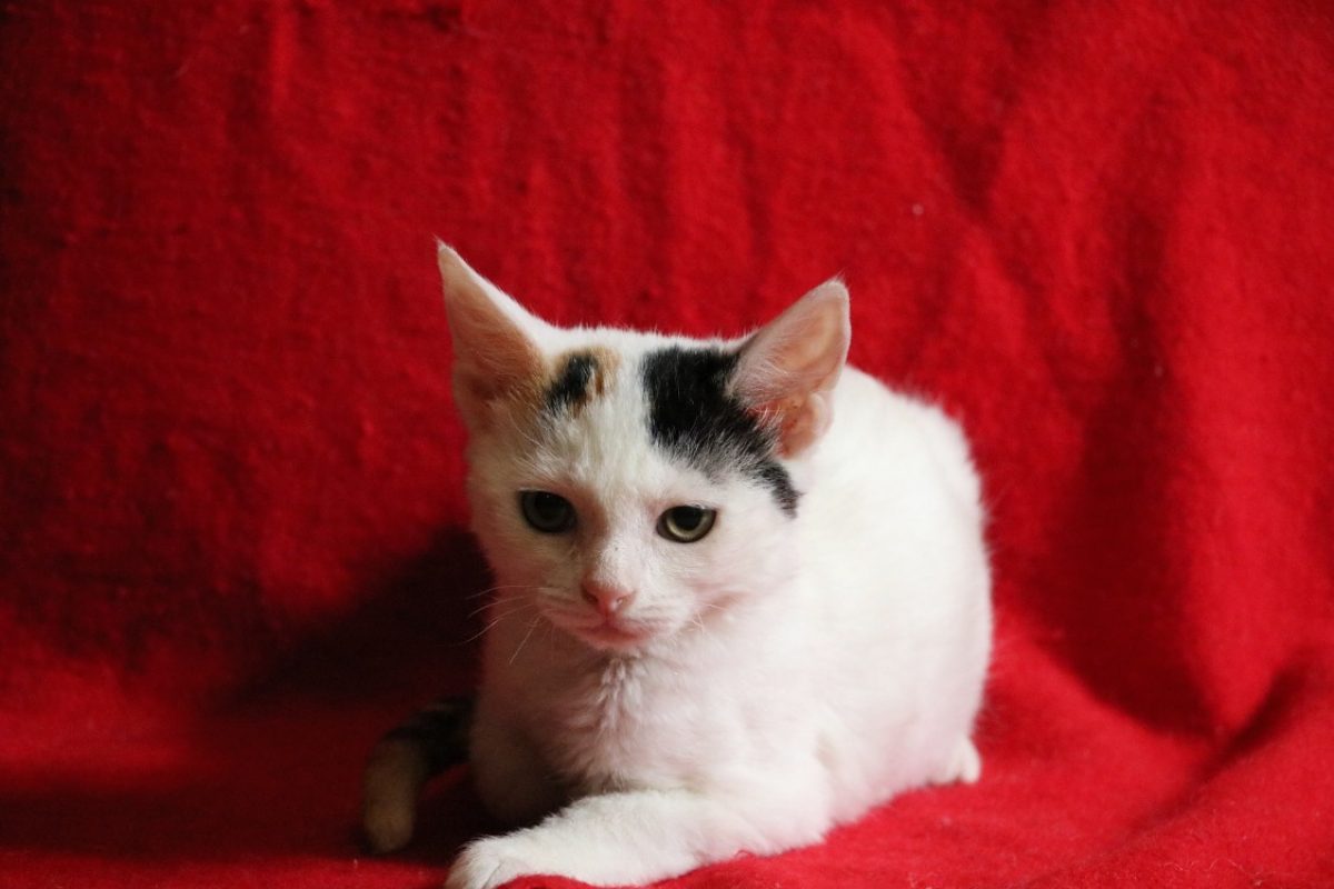 Lolly - Chat Européen à adopter - photo 2