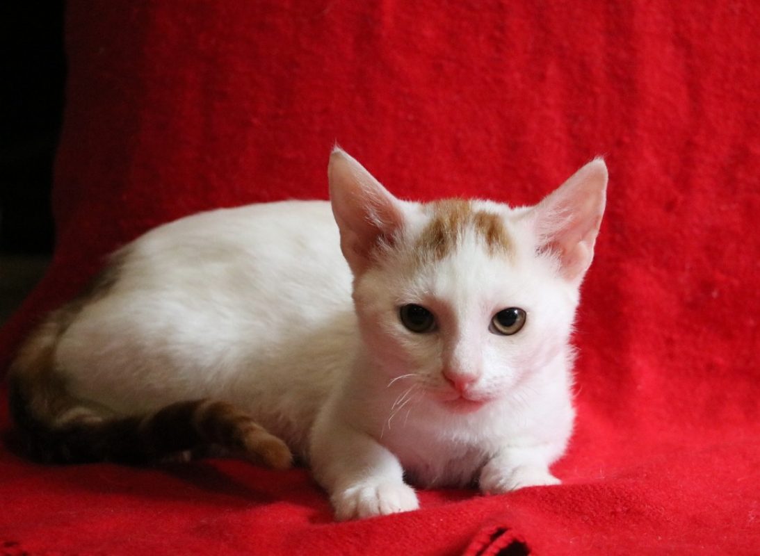 Latte - Chat Européen à adopter
