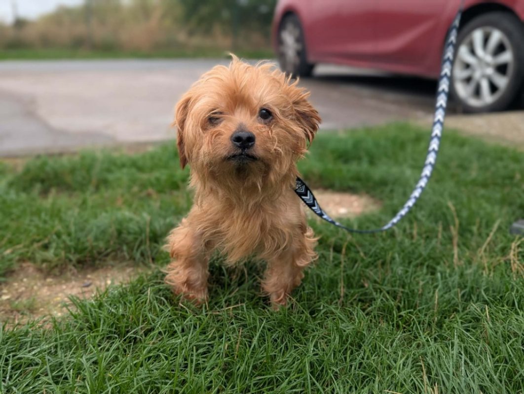 Leo - Chien Yorkshire Terrier à adopter
