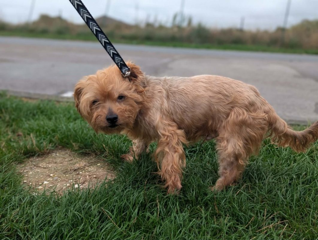 Leo - Chien Yorkshire Terrier à adopter - photo 2