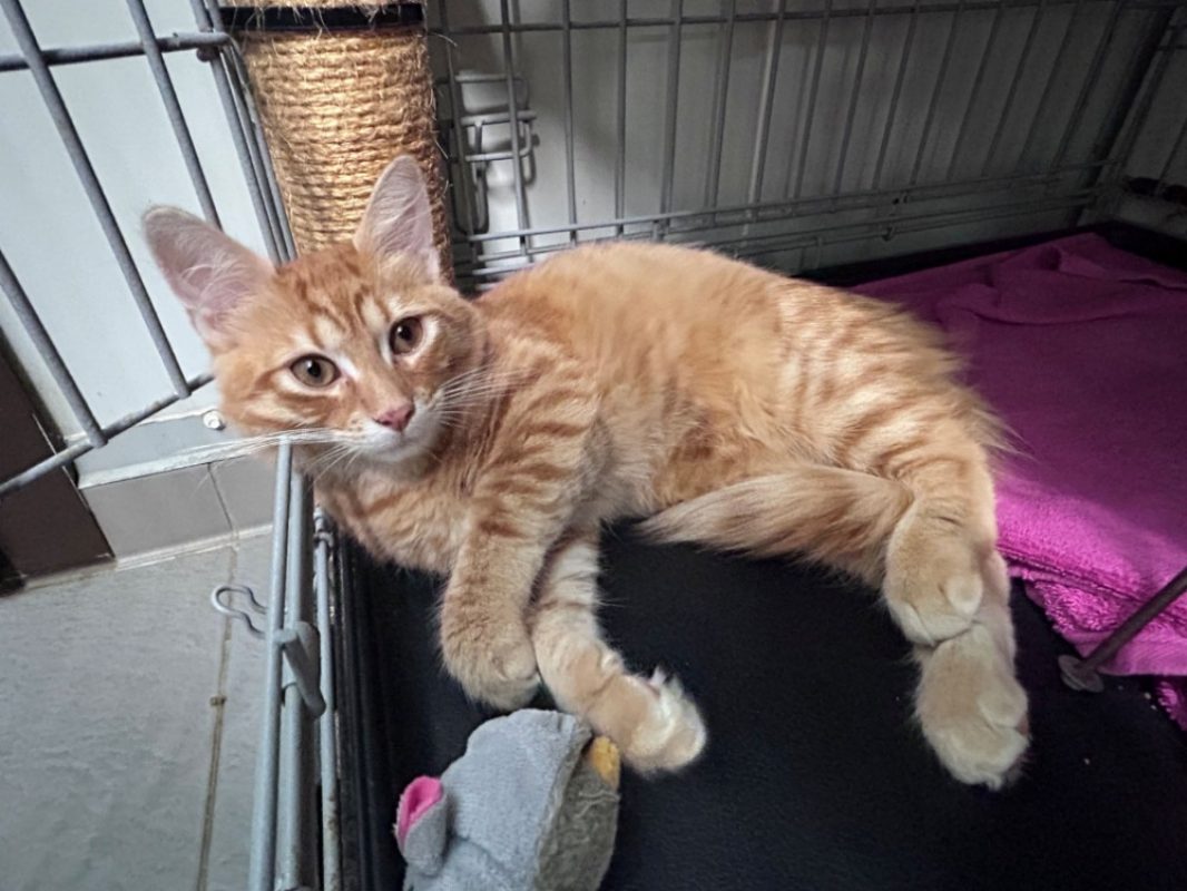 Goppi - Chat Européen à adopter