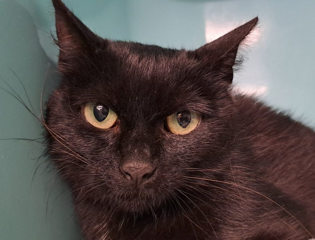 Hermine - Chat Européen à adopter