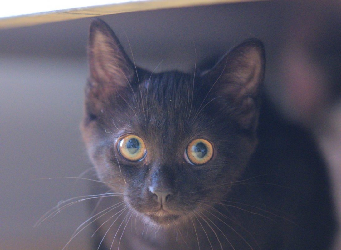Brownie - Chat à adopter