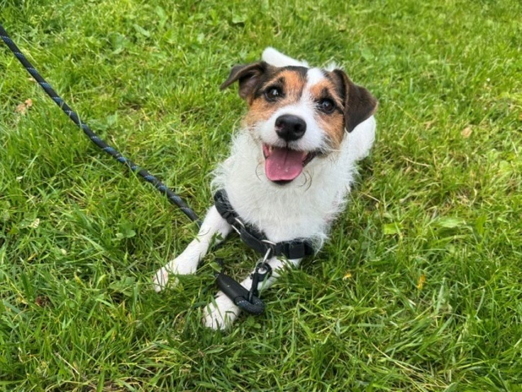 Spot - Chien à adopter