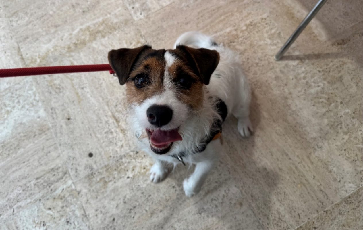 Spot - Chien à adopter - photo 2
