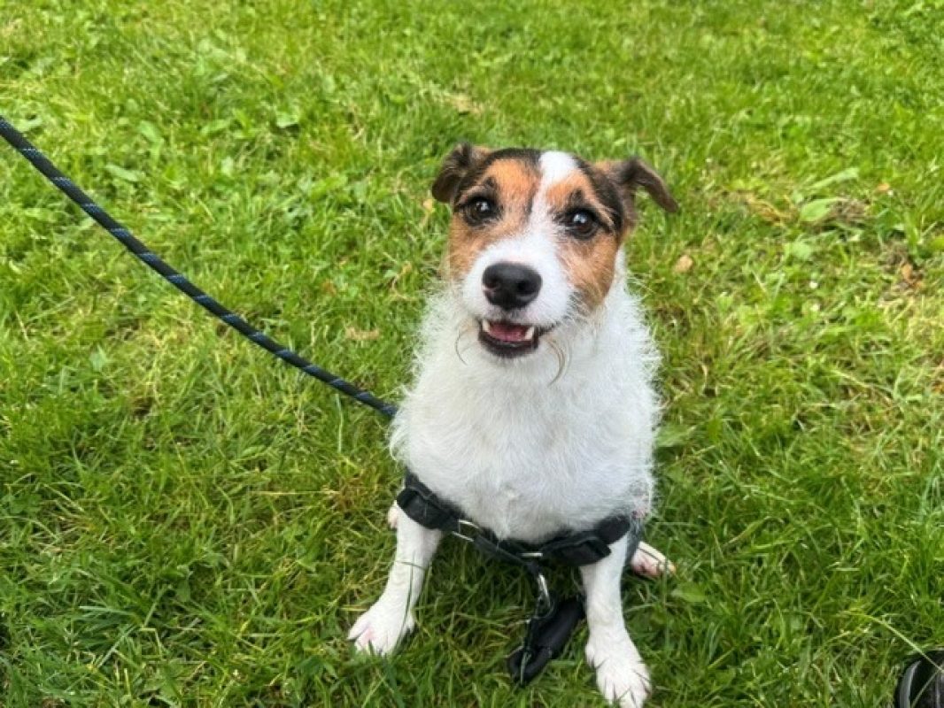 Spot - Chien à adopter - photo 3