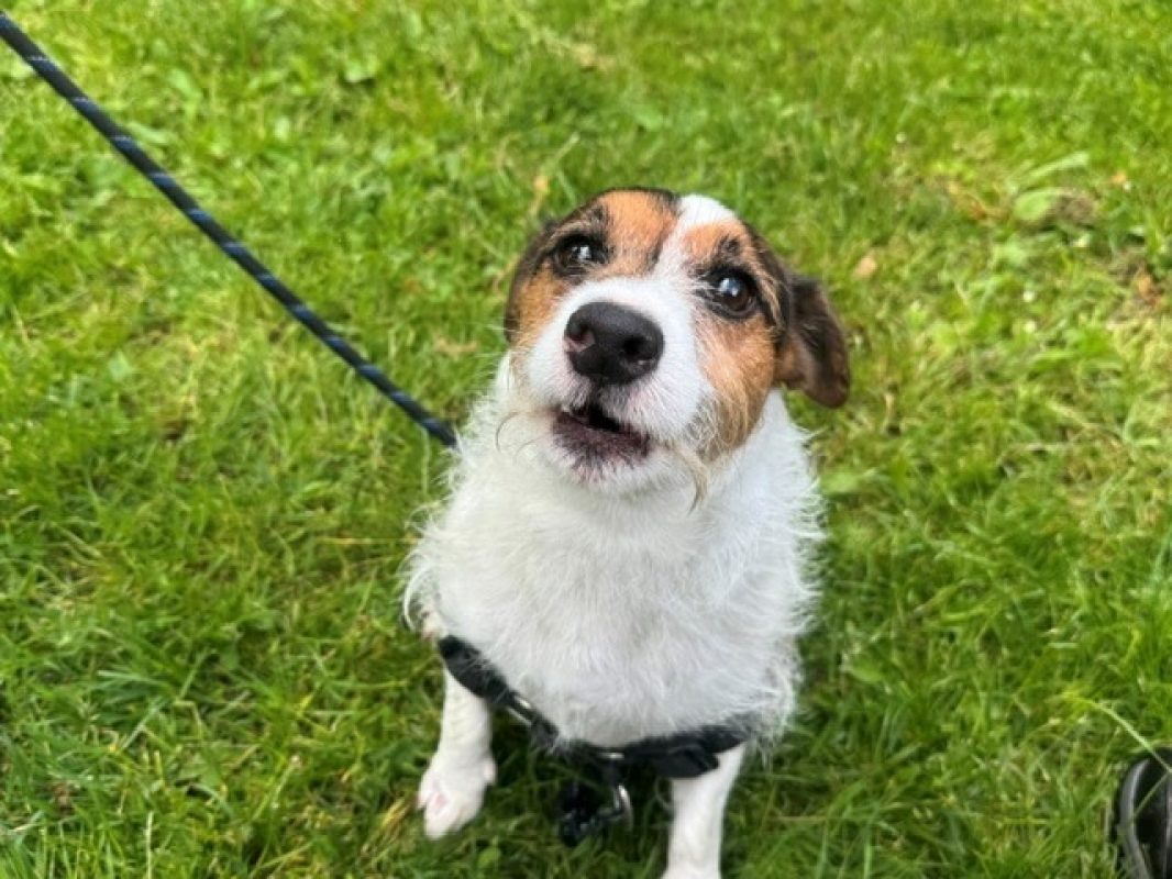 Spot - Chien à adopter - photo 4