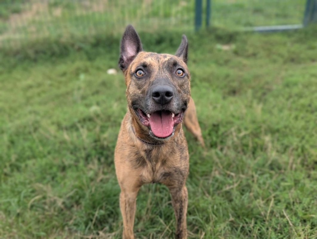 Badabass - Chien à adopter