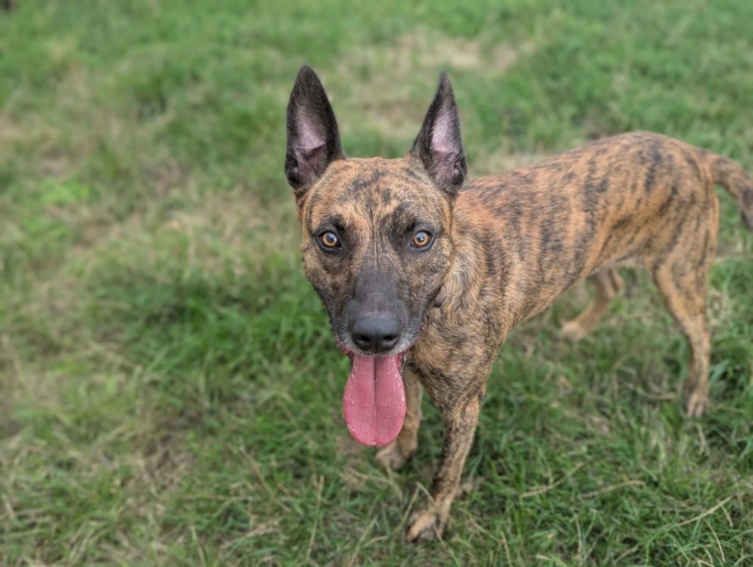 Badabass - Chien à adopter - photo 2