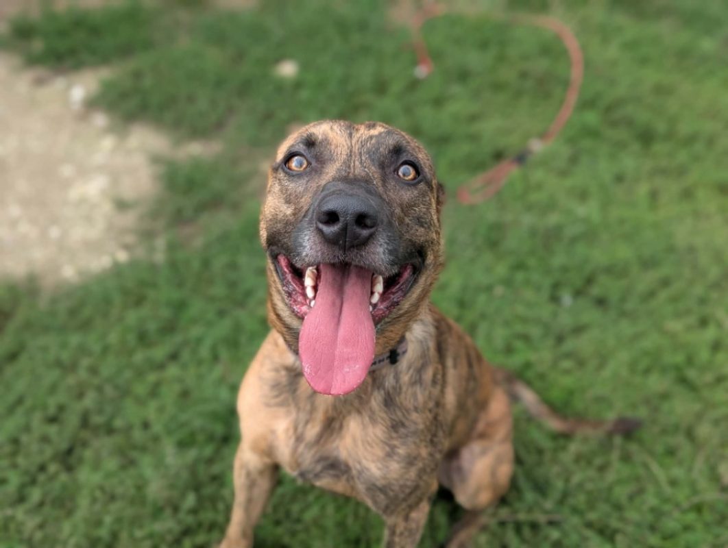 Badabass - Chien à adopter - photo 3