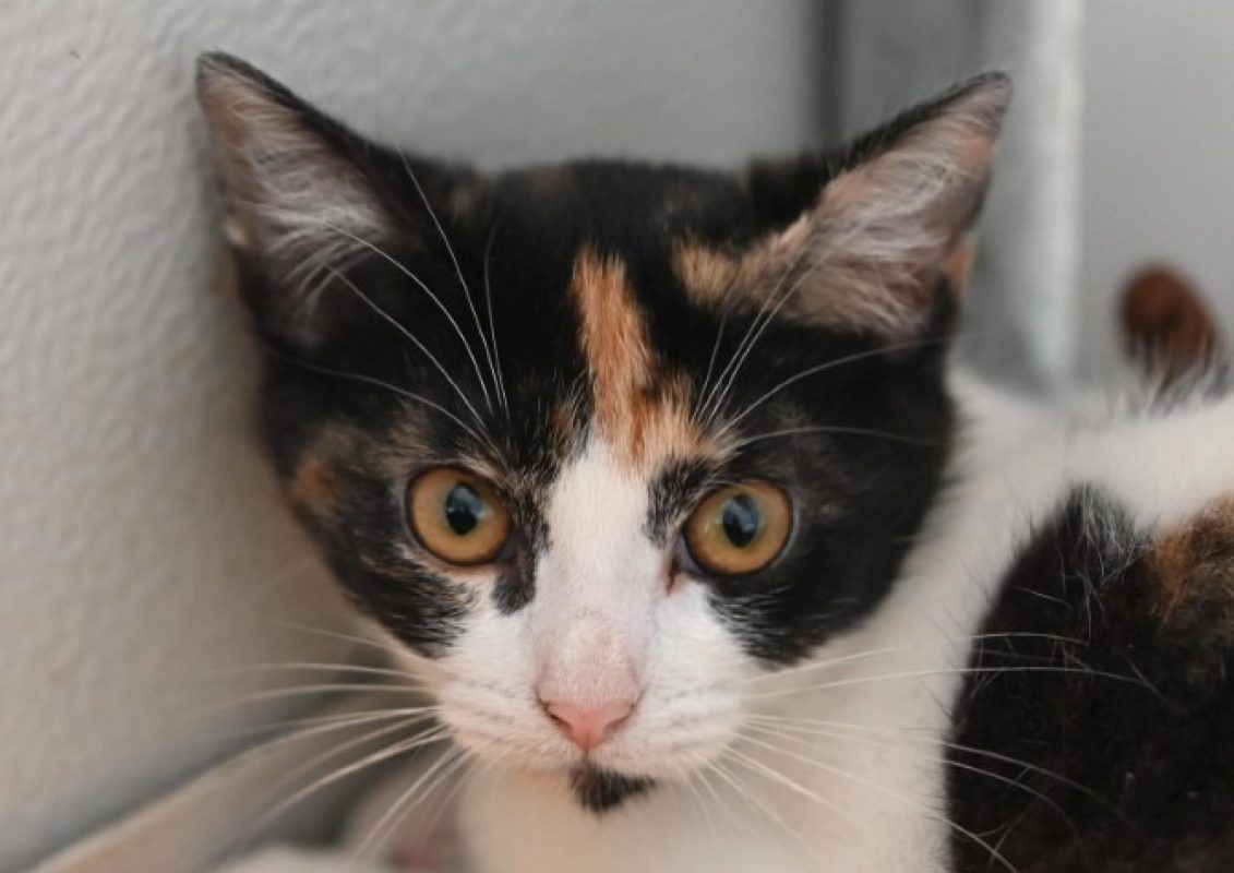 Pirouette - Chat Européen à adopter