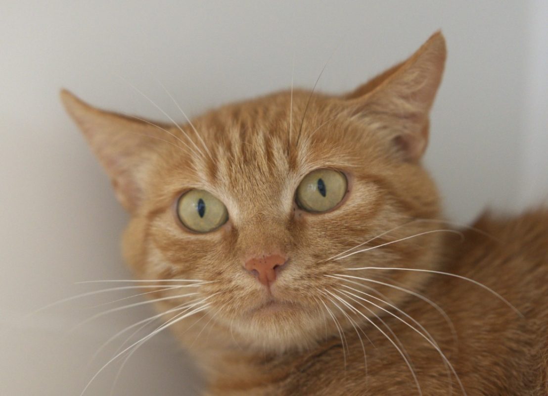 Léoparde - Chat Européen à adopter