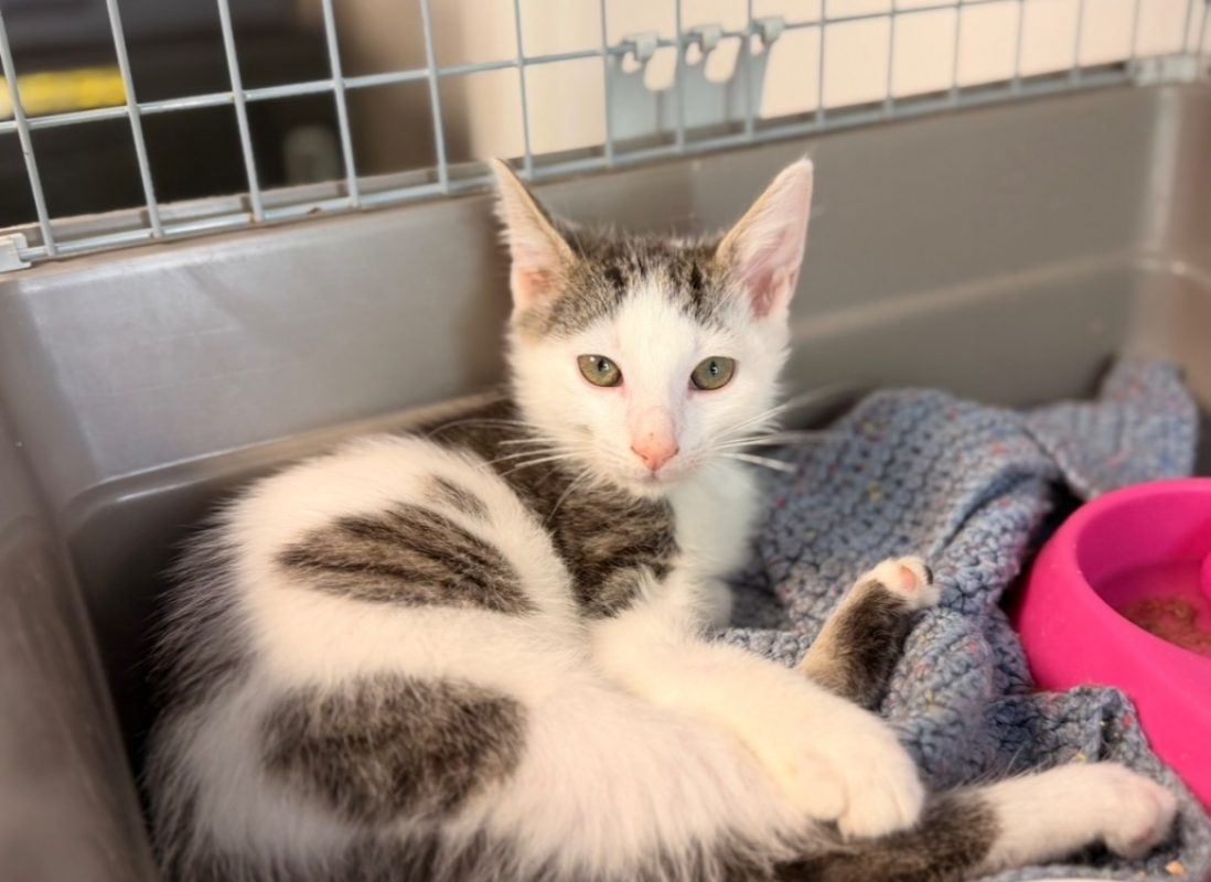 Ninou - Chat Européen à adopter