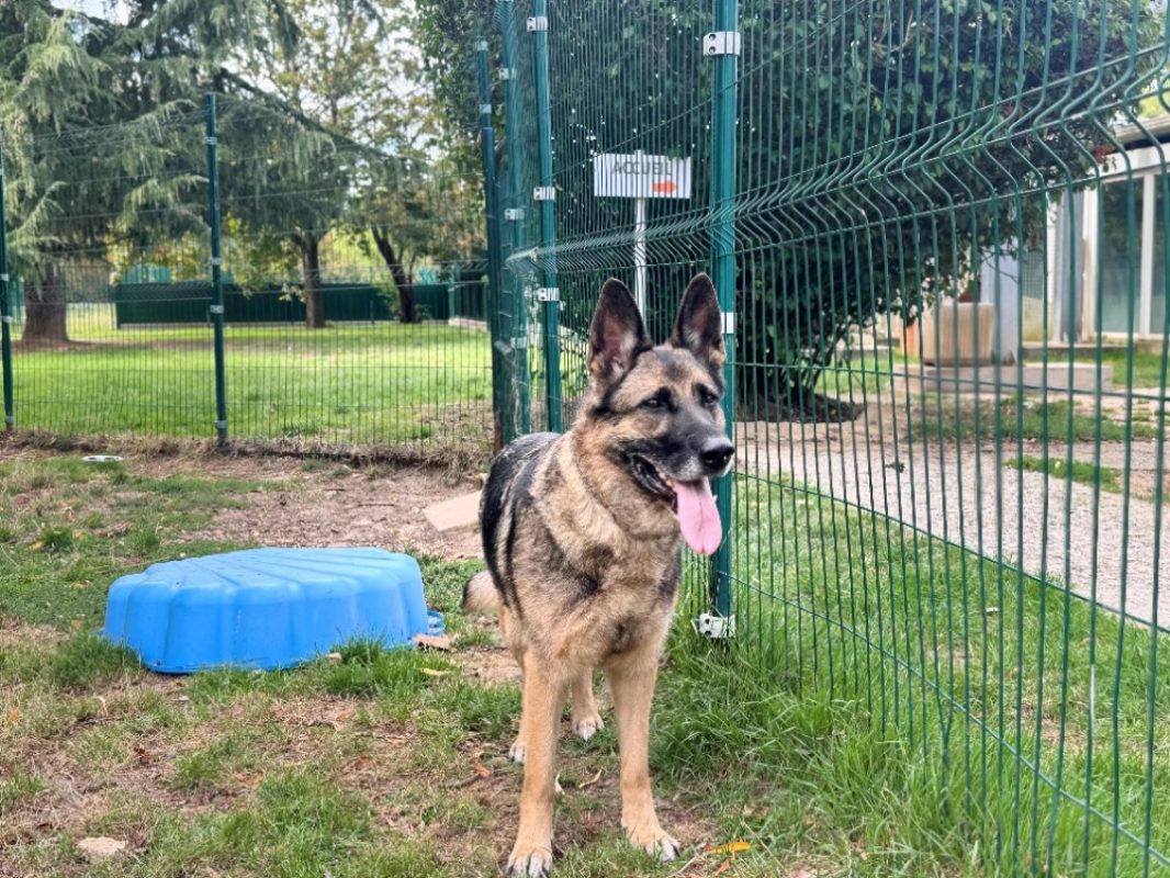 Luna - Chien Berger Allemand à adopter