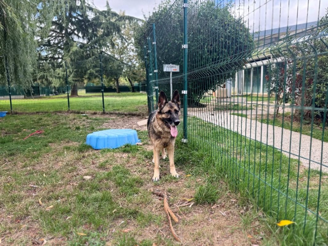 Luna - Chien Berger Allemand à adopter - photo 2