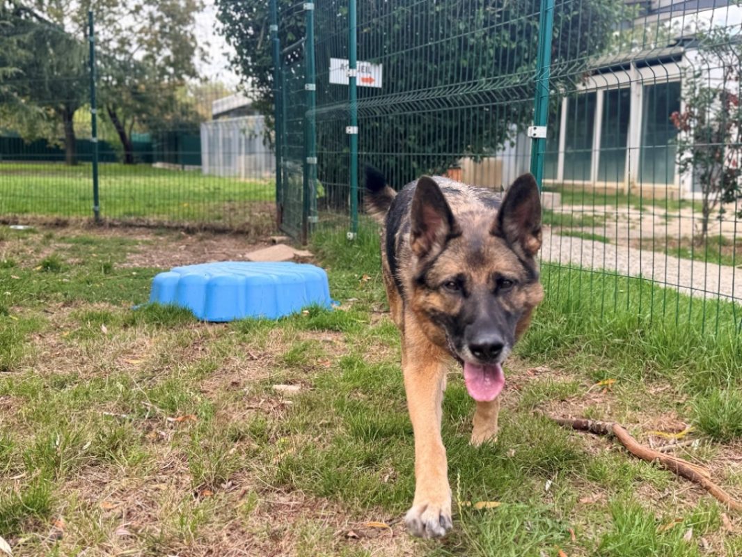 Luna - Chien Berger Allemand à adopter - photo 3