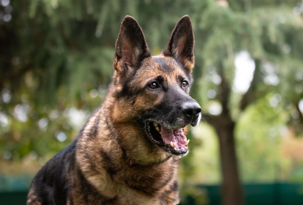 Luna - Chien Berger Allemand à adopter