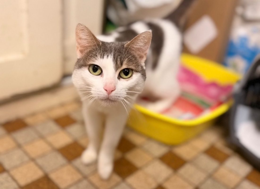 Priska - Chat Européen à adopter