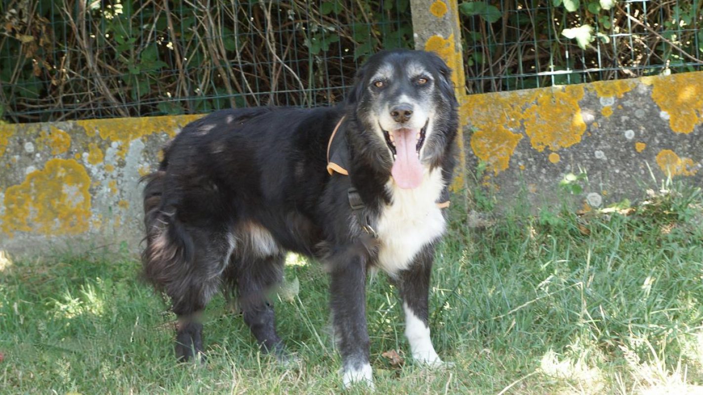 Cyclone - Chien à adopter - photo 2