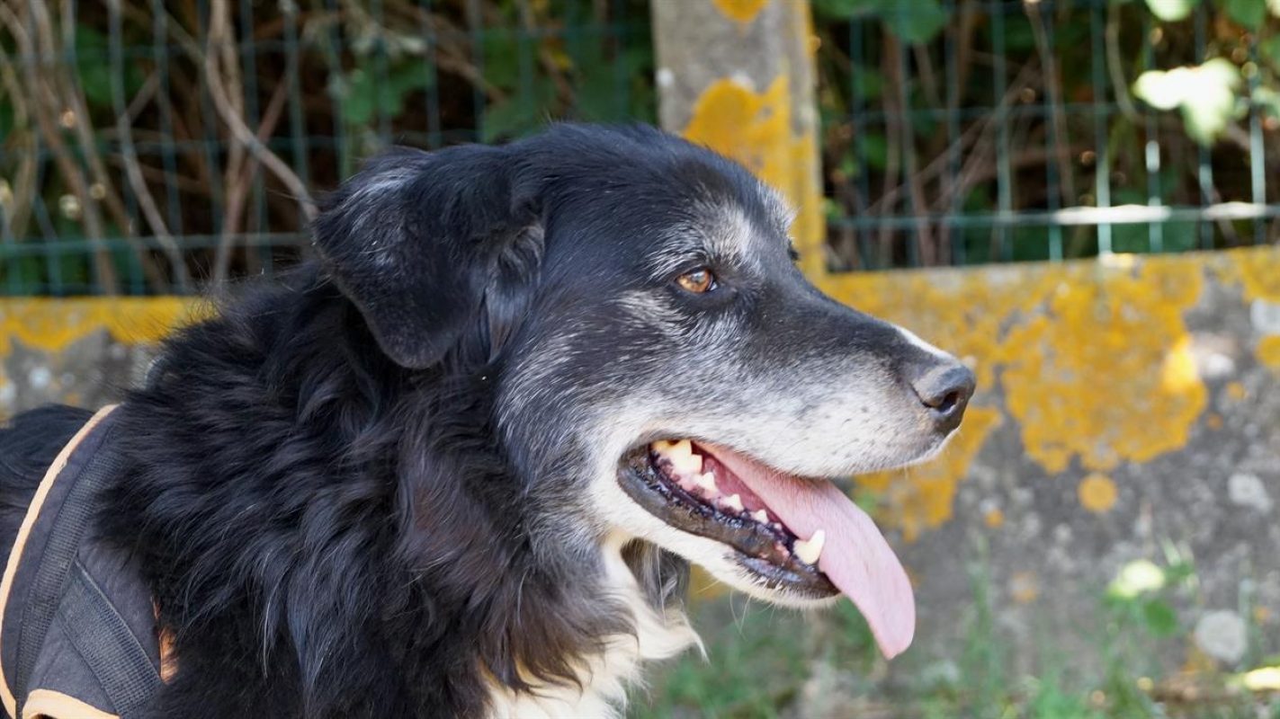 Cyclone - Chien à adopter - photo 3