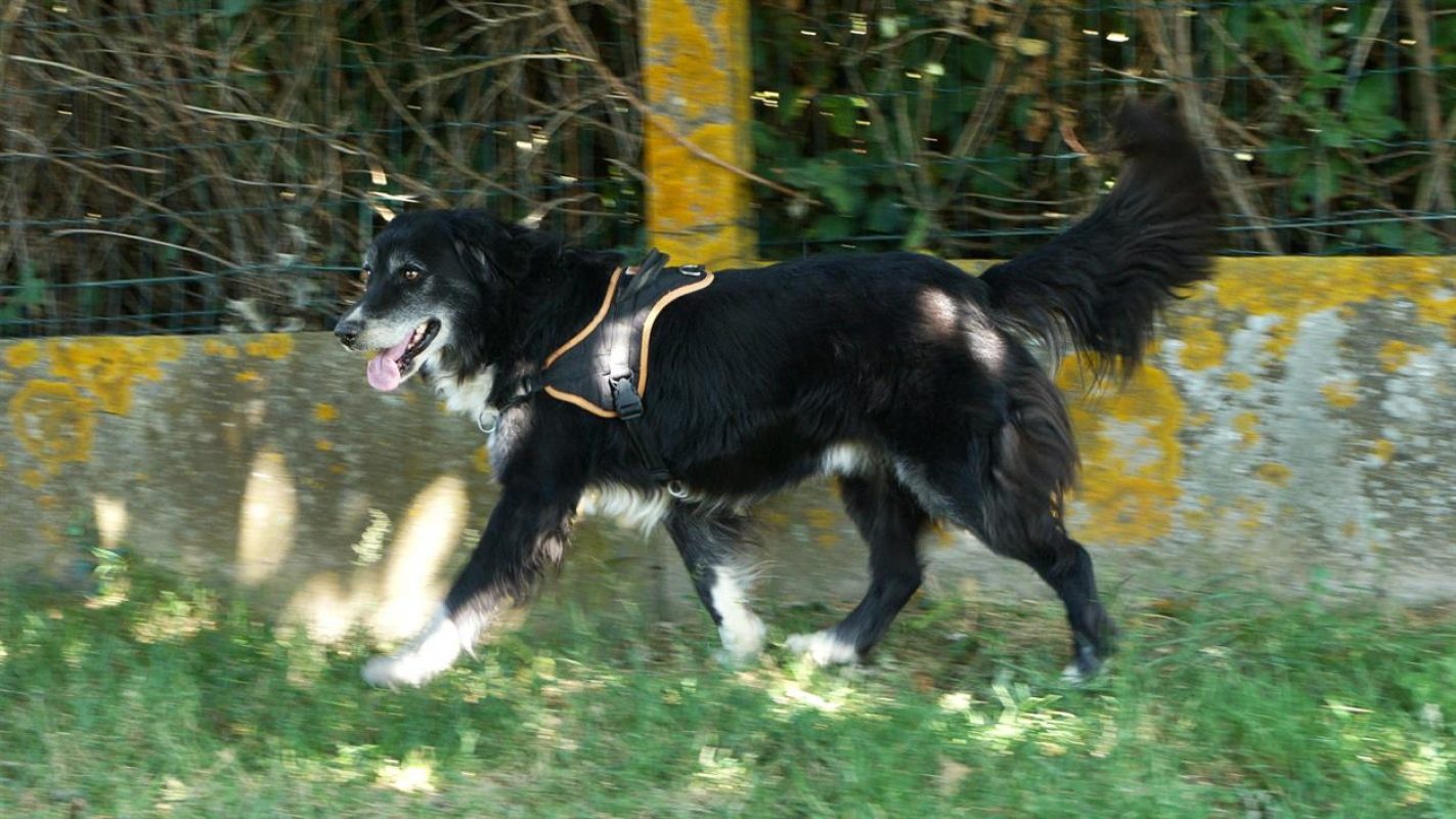 Cyclone - Chien à adopter - photo 4