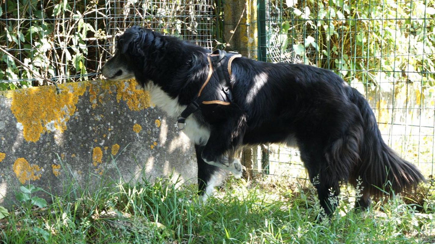 Cyclone - Chien à adopter - photo 6