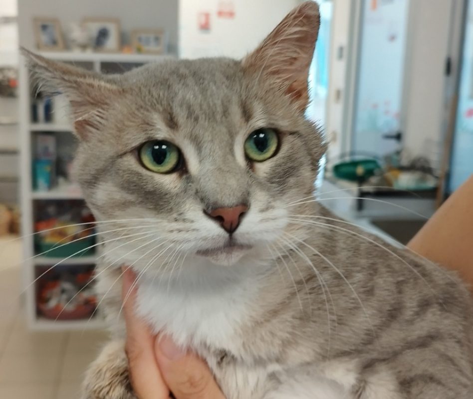 Toopac - Chat Européen à adopter