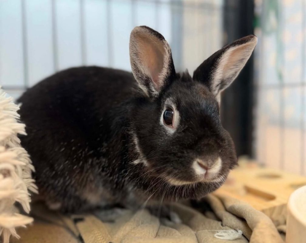Lynette - Rongeur Lapin à adopter