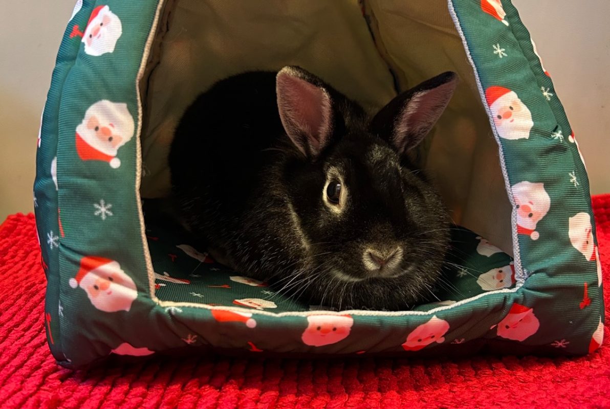 Lynette - Rongeur Lapin à adopter - photo 2