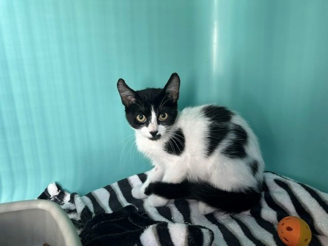 Babi - Chat Européen à adopter