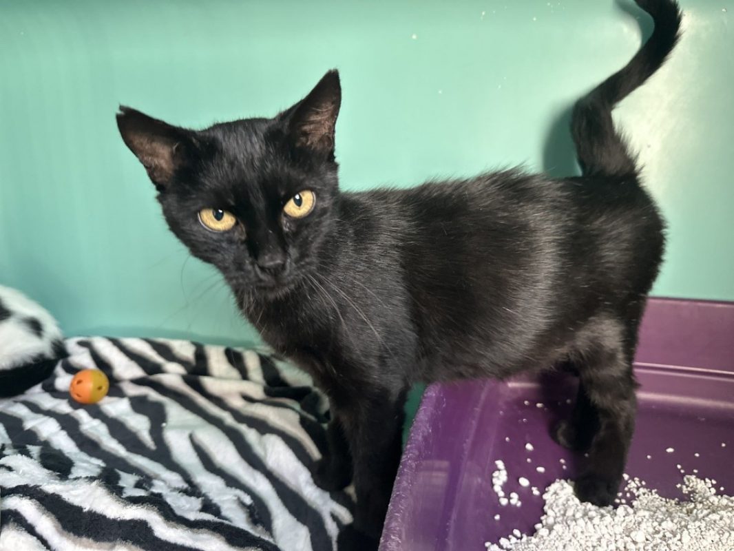 Tati - Chat Européen à adopter