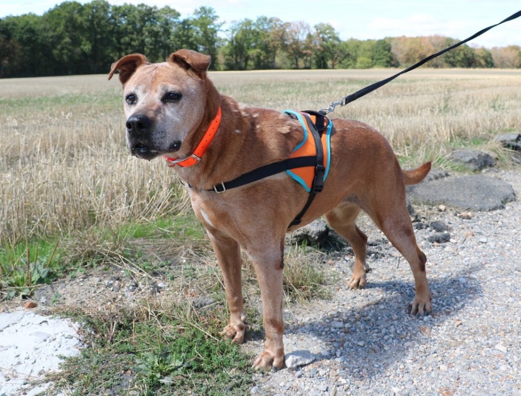 Aya - Chien à adopter